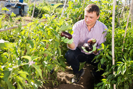 Joy man harvesting eggplant in the garden