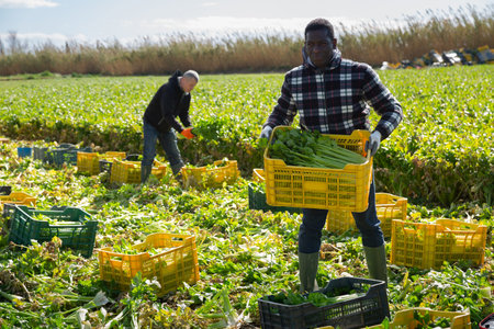 African American man carrying crates with harvested celery