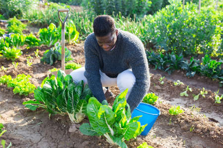 African american man grows organic vegetables checking plants in vegetable gardenの写真素材