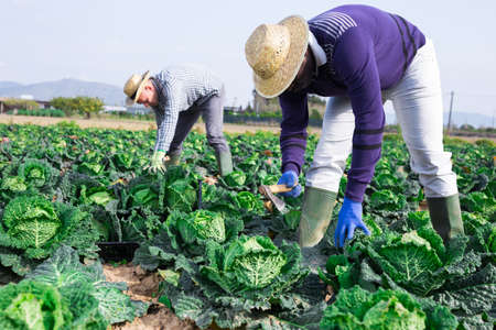 Agricultural workers harvesting ripe savoy cabbage on farm fieldの写真素材