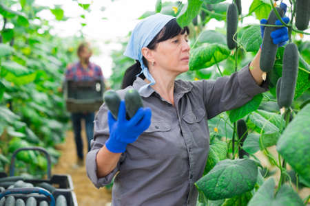 Female farmer puts cucumbers in plastic box for sale in marketの写真素材