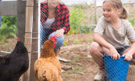 Girl feeding chickens in hen house - helping parentsの写真素材