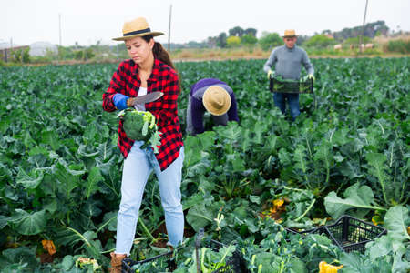 Female worker harvesting broccoli on sustainable farmの写真素材