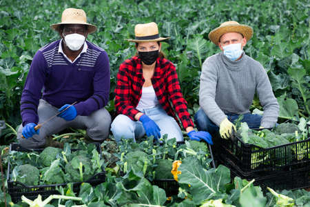 Group of farmers in masks posing with freshly harvested broccoliの写真素材