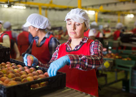 Woman checking and marking peaches in boxesの写真素材