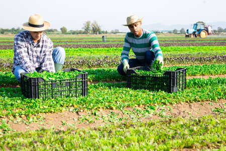 Team of workers harvests green canonigos on fieldの写真素材