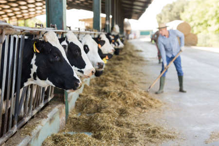 Cows peeking through barn fence, waiting for feedingの写真素材
