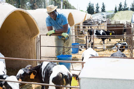 African american farmer with bucket feeding cows at cow farm outdoorの写真素材