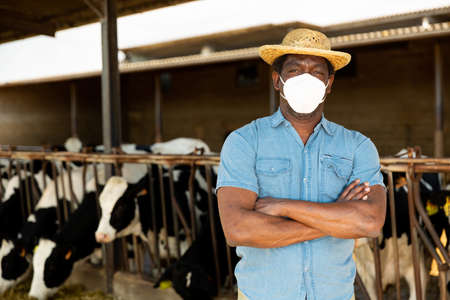 African american farmer in protective mask standing in cowshedの写真素材