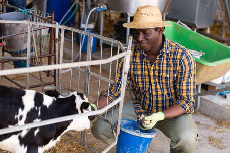 African american cow breeder feeding calves in cowshedの写真素材