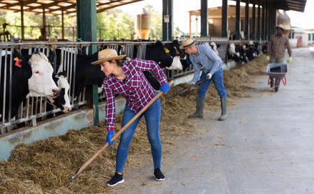 Confident diligent positive cheerful female owner of small dairy farm working in stall, feeding cows with hayの写真素材