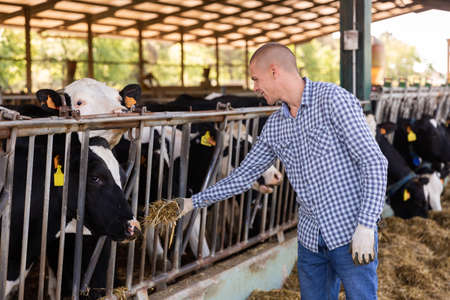 Farmer feeding cows in stall on livestock farmの写真素材