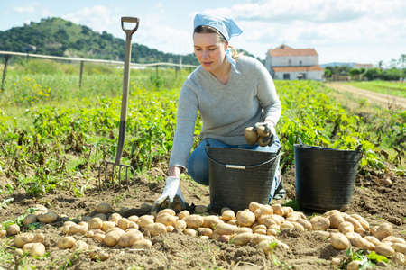 Female farmer harvests potatoes on the field and puts in bucketの写真素材