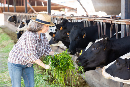 Elderly farmer woman in a cowshed feeds cattle with freshly cut grass