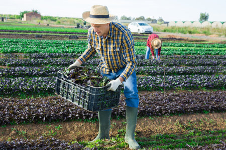 Man gardener holding crate with harvest of red canonigosの写真素材