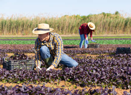 Male farmer picking red komatsuna leaf greensの写真素材