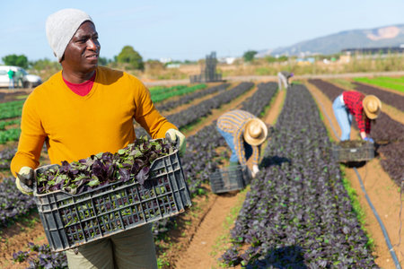 Afro american male farmer holding crate with red romaine