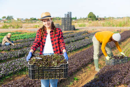 Woman farmer carrying box with picked mizunaの写真素材