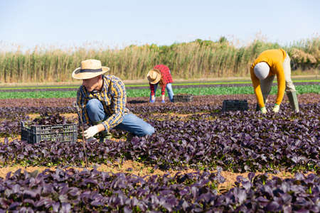 Woman gardener picking harvest of red spinach to crate and using knifeの写真素材