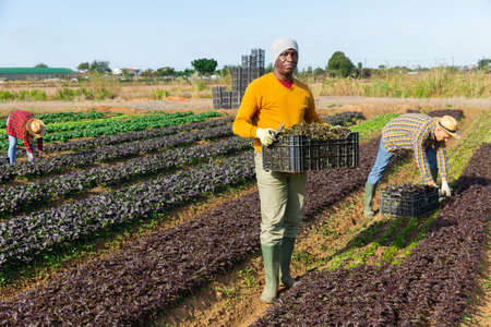 Male gardener harvests red arugula on plantationの写真素材