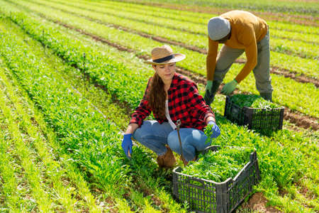 Young woman farmer harvesting arugula at the farm fieldの写真素材