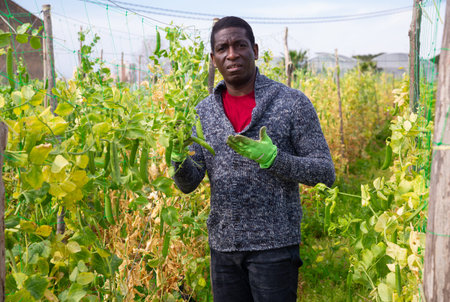 Mature man gardener working with beans seedlings in garden