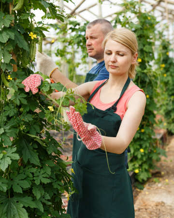 Farmer couple caring Momordica plantsの写真素材