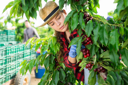 Concentrated girl farmer picks a ripe cherry on a treeの写真素材