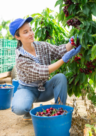 Successful female farmer harvesting sweet cherries in orchard