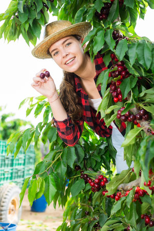 Portrait of a positive farmer girl, picking a ripe cherry from a tree