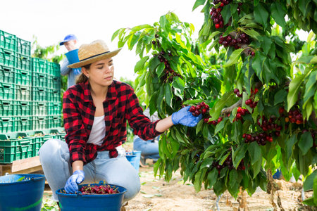 Woman farmer picking red cherries in fruit garden