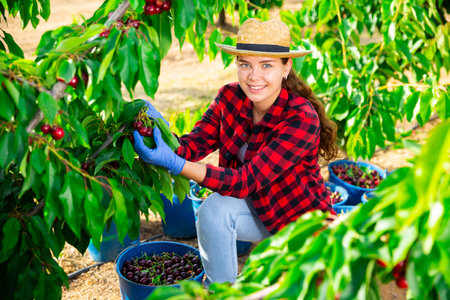 Woman farmer picking red cherries in fruit garden