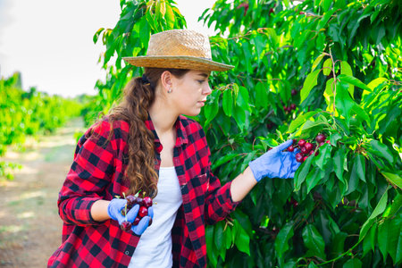 Woman farmer picking red cherries in fruit garden