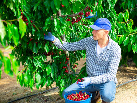 Man harvesting ripe sweet cherries in farm orchardの写真素材
