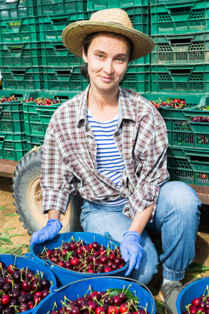 Middle aged woman picking cherries in fruit garden