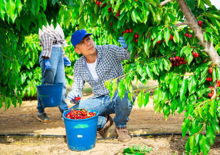 Farm worker harvesting sweet cherries in fruit gardenの写真素材