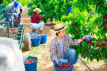 Woman picking ripe sweet cherries in farm orchard