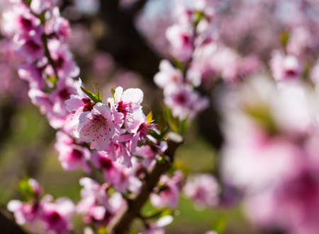 Close-up of blossoming of peach in the fields and meadowsの写真素材