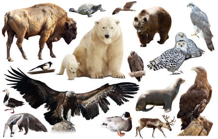 Set of fauna of North American animals.の写真素材