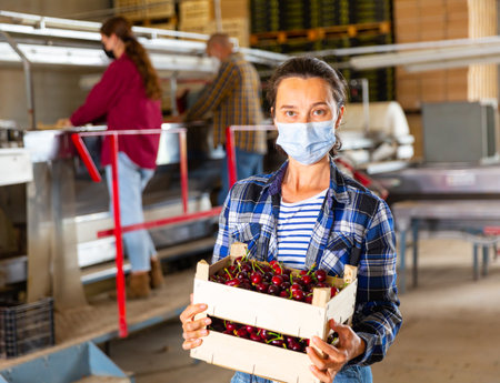 Female factory worker in protective mask holding a box of ripe cherriesの写真素材