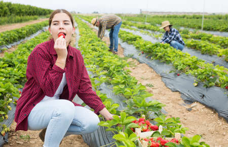 Positive woman picking strawberries on fieldの写真素材