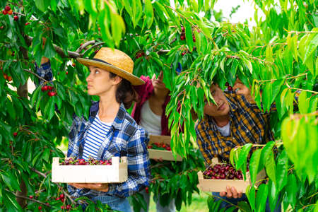 Female farmer gathering crop of sweet cherries in orchardの写真素材