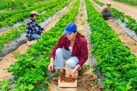 Female owner plantation harvesting ripe strawberry on fieldの写真素材