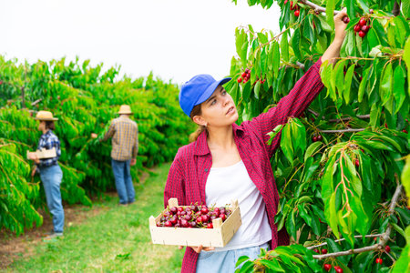 Young female farmer gathering crop of sweet cherries in orchard