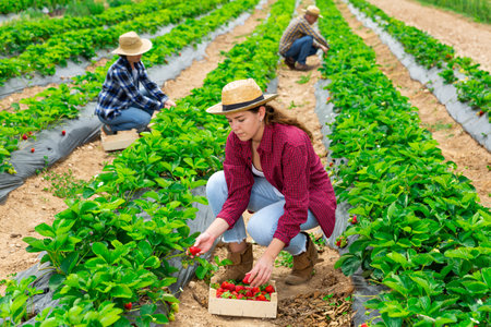 Woman farmer gardening on plantation, harvesting strawberryの写真素材