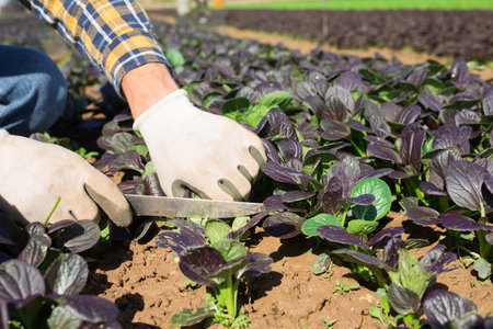 Harvesting spinach on summer farm field