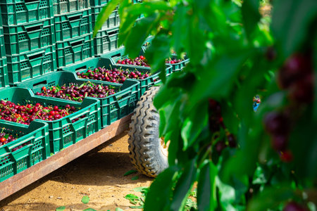 Image of a harvest of cherries in crates