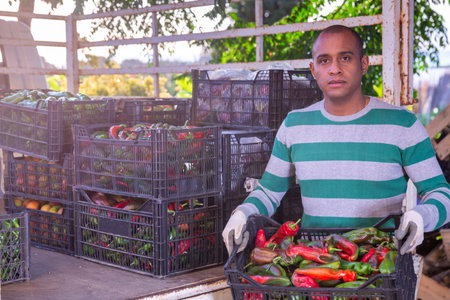 Male gardener pulls out boxes of ripe bell peppers from carの写真素材