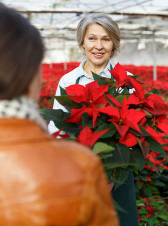 Woman florist advising female customer in greenhouseの写真素材