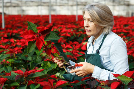 Woman florist cutting poinsettiaの写真素材